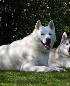 CQ2R7812Siberian Husky