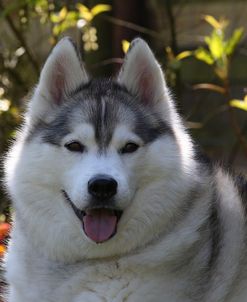 CQ2R7822Siberian Husky