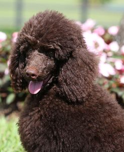 CQ2R8144Poodle – Miniature