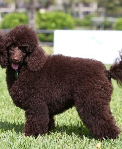 CQ2R8165Poodle – Miniature