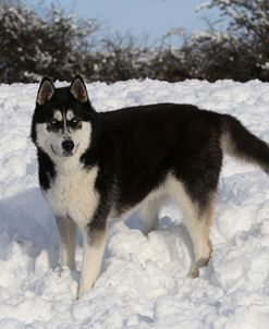 CQ2R8227Siberian Husky