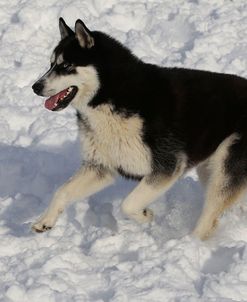 CQ2R8235Siberian Husky