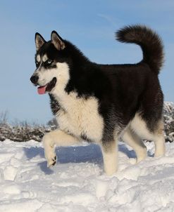 CQ2R7912Siberian Husky