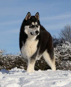 CQ2R7924Siberian Husky