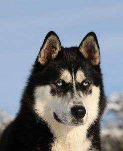 CQ2R7931Siberian Husky