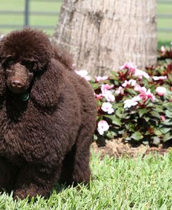 CQ2R8137Poodle – Miniature