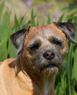 CQ2R8698Terrier – Border