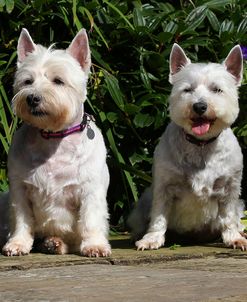 CQ2R8720Terrier – West Highland White