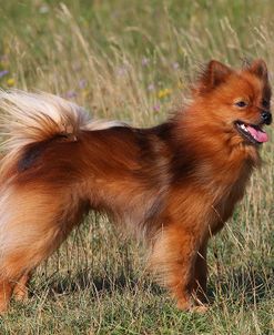 CQ2R8728Pomeranian