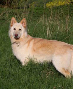 CQ2R8846Shepherd – German