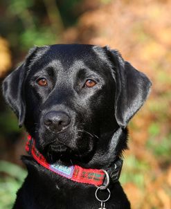 CQ2R8867Retriever – Black Labrador