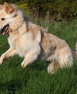 CQ2R8878Shepherd – German