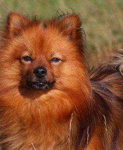 CQ2R8692Pomeranian