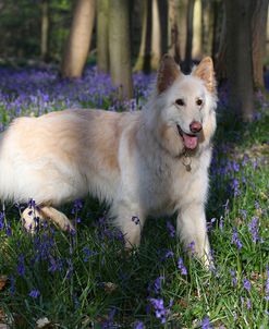 CQ2R8972Shepherd – German