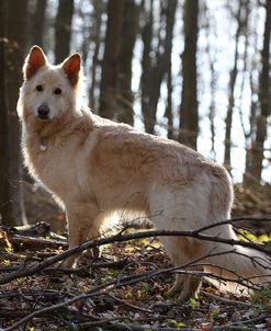 CQ2R8980Shepherd – German