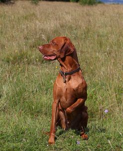 CQ2R8994Hungarian Vizsla