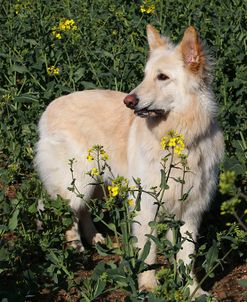 CQ2R9106Shepherd – German