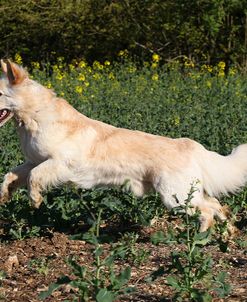 CQ2R9226Shepherd – German