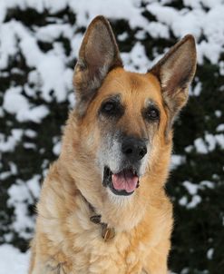 CQ2R8884AShepherd – German