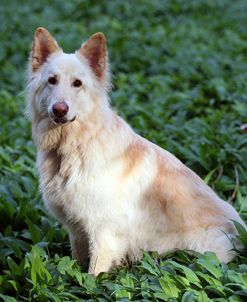 CQ2R8902Shepherd – German