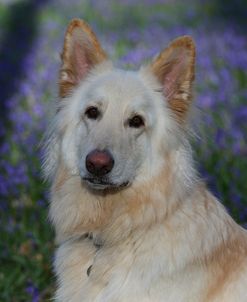 CQ2R8921Shepherd – German