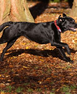 CQ2R8930Retriever – Black Labrador