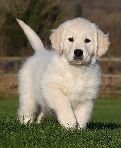 CQ2R9307Retriever – Golden