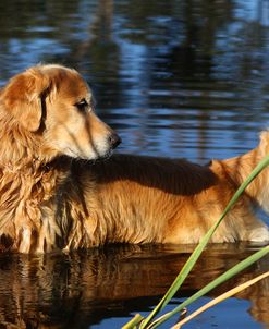 CQ2R9312Retriever – Golden