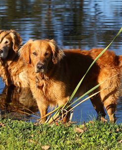 CQ2R9318Retriever – Golden