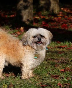 CQ2R9348Shih Tzu