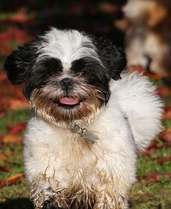 CQ2R9368Shih Tzu