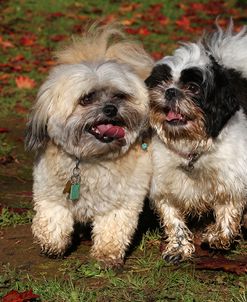 CQ2R9379Shih Tzu