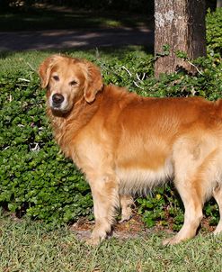 CQ2R9253Retriever – Golden