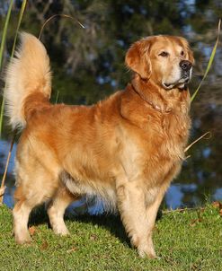 CQ2R9274Retriever – Golden