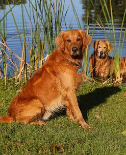 CQ2R9306Retriever – Golden