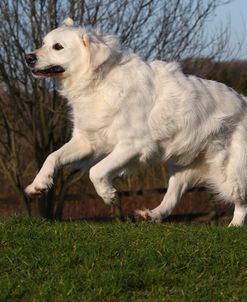 CQ2R9558Retriever – Golden