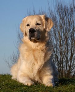 CQ2R9572Retriever – Golden