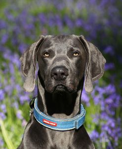 CQ2R9576Weimaraner