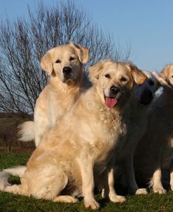 CQ2R9578Retriever – Golden