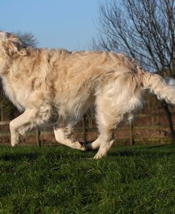 CQ2R9611Retriever – Golden