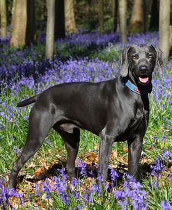 CQ2R9614Weimaraner