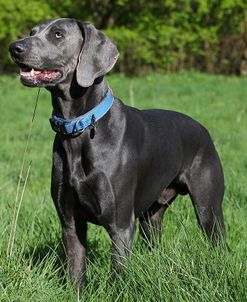 CQ2R9509Weimaraner