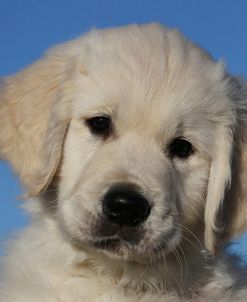 CQ2R9543Retriever – Golden