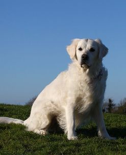 CQ2R9548Retriever – Golden