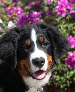 CQ2R9553Bernese Mountain Dog