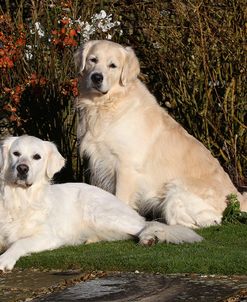 CQ2R9696Retriever – Golden