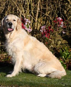 CQ2R9704Retriever – Golden