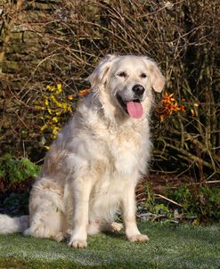 CQ2R9718Retriever – Golden