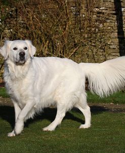 CQ2R9741Retriever – Golden