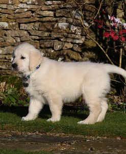 CQ2R9744Retriever – Golden